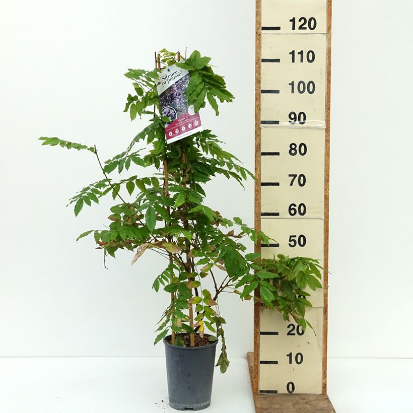 Exemplar von Wisteria venusta Grande Diva Cecilia - Blauregen Topf mit 4L/5L wie im Herbst geliefert