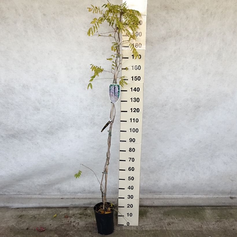 Exemplar von Wisteria floribunda Lawrence - Reichblütige Glyzinie Topf mit 6L/7L wie im Herbst geliefert