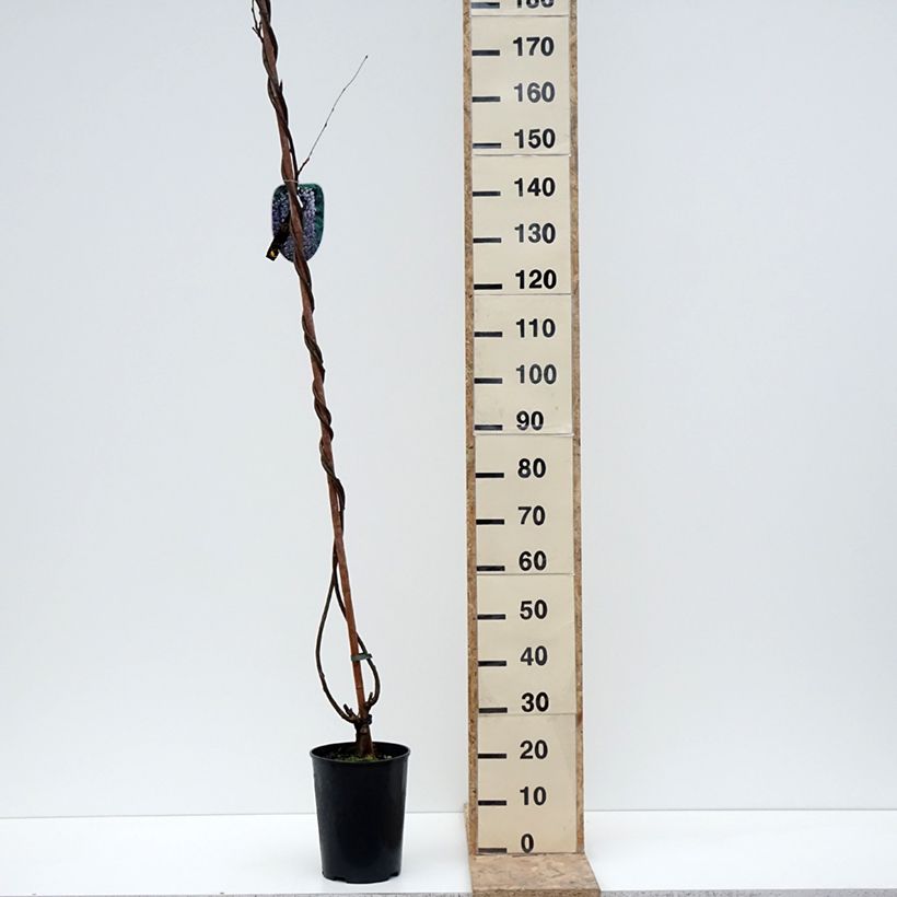 Exemplar von Wisteria floribunda Lawrence - Reichblütige Glyzinie Topf mit 6L/7L wie im Winter geliefert