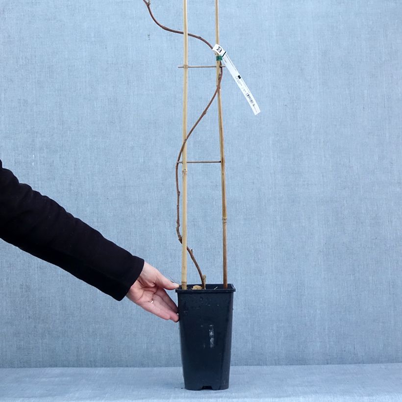 Exemplar von Wisteria floribunda Lipstick - Reichblütige Glyzinie Topf mit 3L/4L wie im Winter geliefert