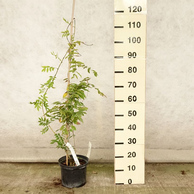 Exemplar von Wisteria floribunda Macrobotrys De Belder - Reichblütige Glyzinie Topf mit 4L/5L wie im Sommer geliefert