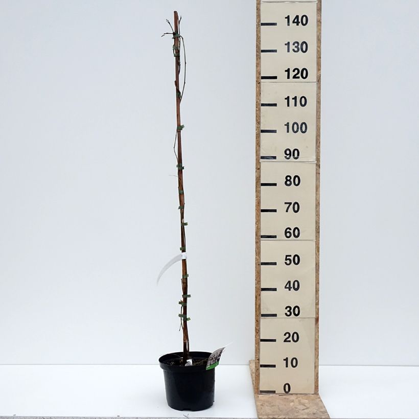 Exemplar von Wisteria floribunda Macrobotrys De Belder - Reichblütige Glyzinie Topf mit 4L/5L wie im Winter geliefert