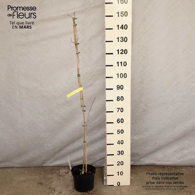 Exemplar von Wisteria floribunda Macrobotrys De Belder - Reichblütige Glyzinie Topf mit 4L/5L wie im Frühjahr geliefert