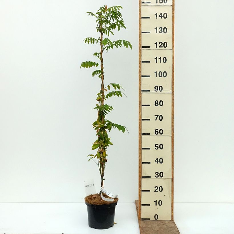 Exemplar von Wisteria floribunda Macrobotrys De Belder - Reichblütige Glyzinie Topf mit 4L/5L wie im Herbst geliefert