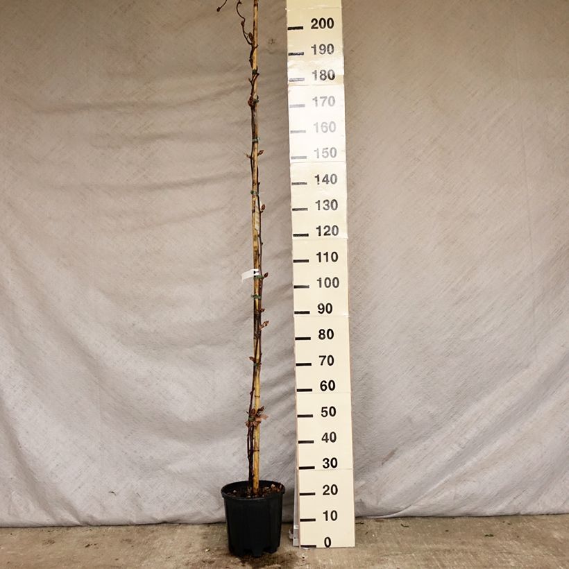 Exemplar von Wisteria brachybotrys Yokohama Fuji - Blauregen Topf mit 7,5L/10L wie im Frühjahr geliefert