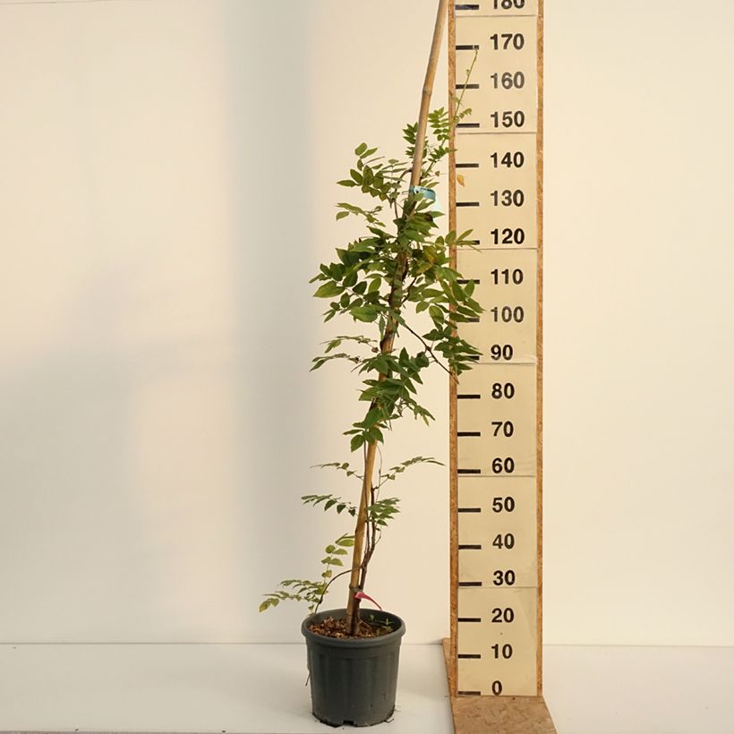 Exemplar von Wisteria brachybotrys Yokohama Fuji - Blauregen Topf mit 3L/4L wie im Sommer geliefert