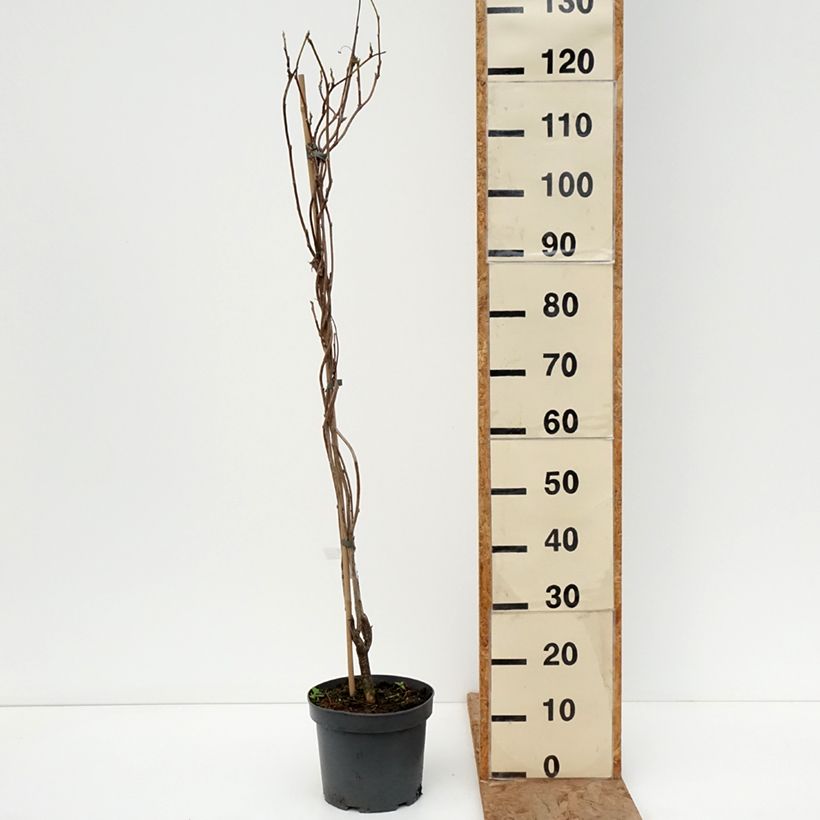 Exemplar von Wisteria frutescens var. macrostachya Clara Mack - Blauregen Topf mit 4L/5L wie im Winter geliefert