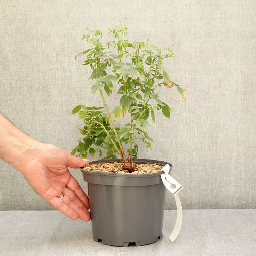 Exemplar von Süßholz - Glycyrrhiza glabra Topf mit 2L/3L wie im Sommer geliefert