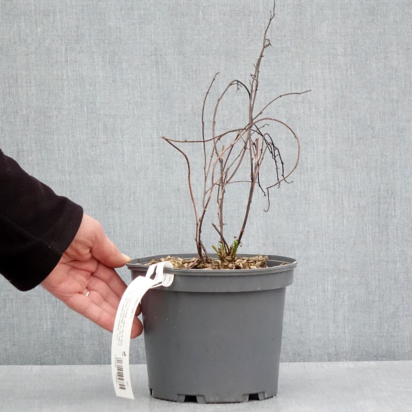 Exemplar von Süßholz - Glycyrrhiza glabra Topf mit 2L/3L wie im Frühjahr geliefert