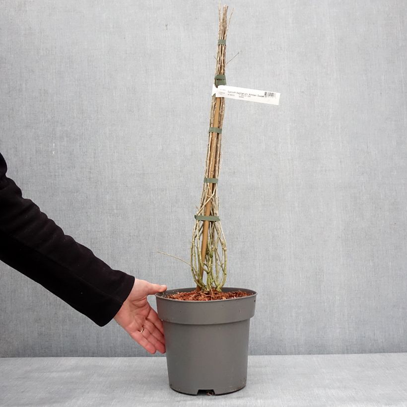 Exemplar von Gemeiner Bocksdorn Amber Sweet - Lycium Topf mit 4L/5L, Strauch/Busch, mehrstämmig wie im Winter geliefert