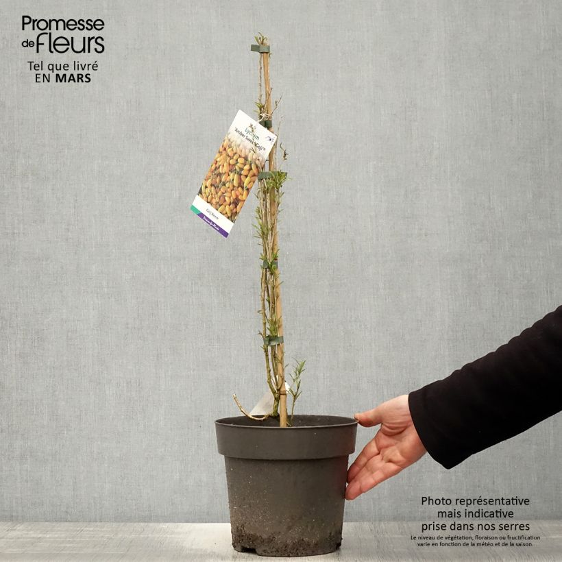 Exemplar von Gemeiner Bocksdorn Amber Sweet - Lycium Topf mit 4L/5L, Strauch/Busch, mehrstämmig wie im Frühjahr geliefert