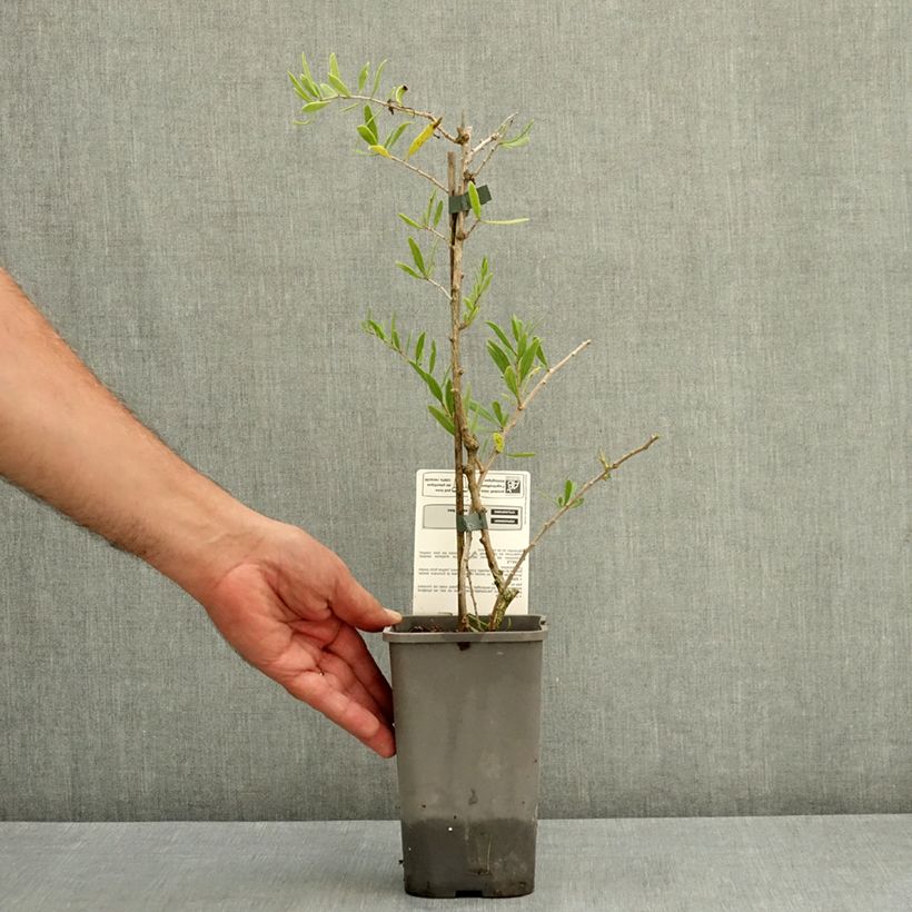 Exemplar von Gemeiner Bocksdorn Goji Q1 - Lycium barbarum Topf mit 1,5L/2L, Strauch/Busch, mehrstämmig wie im Sommer geliefert