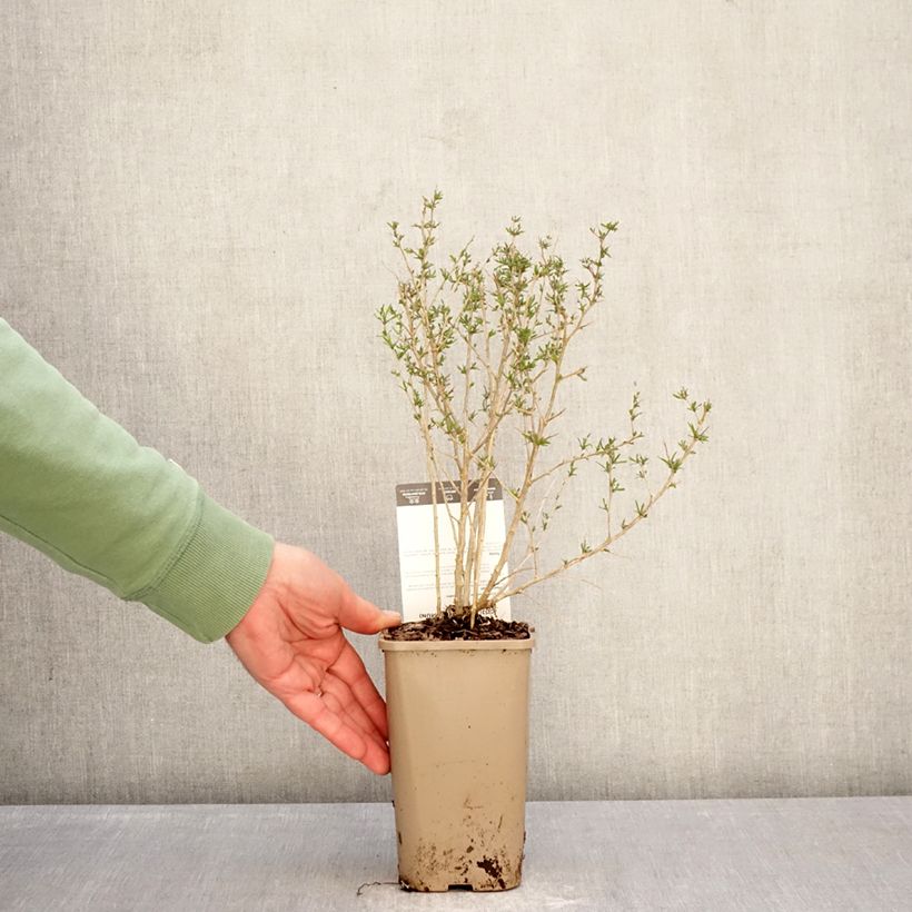 Exemplar von Gemeiner Bocksdorn Goji Q1 - Lycium barbarum Topf mit 1,5L/2L, Strauch/Busch, mehrstämmig wie im Winter geliefert