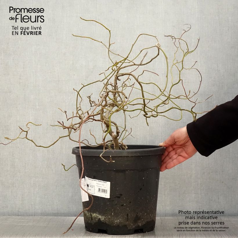 Exemplar von Nyssa sylvatica Zydeco Twist - Wald-Tupelobaum Topf mit 12L/15L wie im Winter geliefert