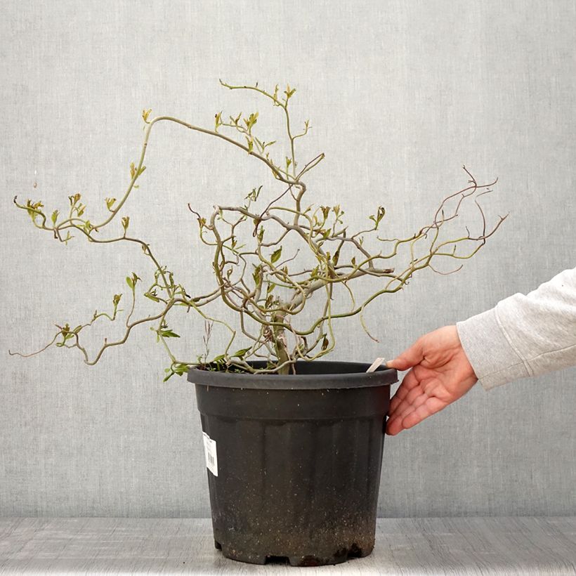 Exemplar von Nyssa sylvatica Zydeco Twist - Wald-Tupelobaum Topf mit 12L/15L wie im Frühjahr geliefert