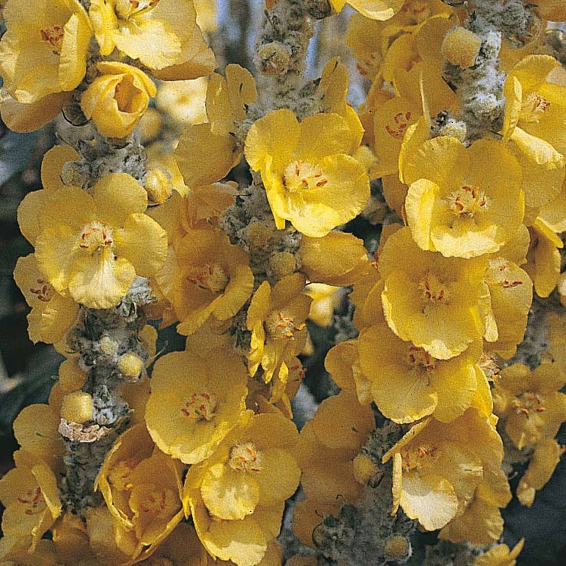 Verbascum bombyciferum Silver Lining (Samen) - Seidige Königskerze (Blüte)