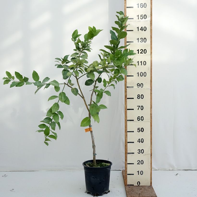 Exemplar von Hybride Zitrone - Citrus x latifolia Topf mit 7,5L/10L, Halbstamm wie im Winter geliefert