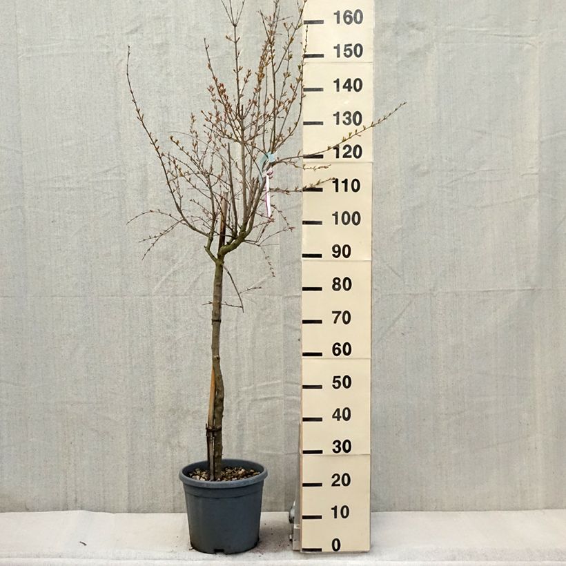 Exemplar von Punica granatum California Sunset - Granatapfelbaum Topf mit 7,5L/10L, Halbstamm wie im Frühjahr geliefert