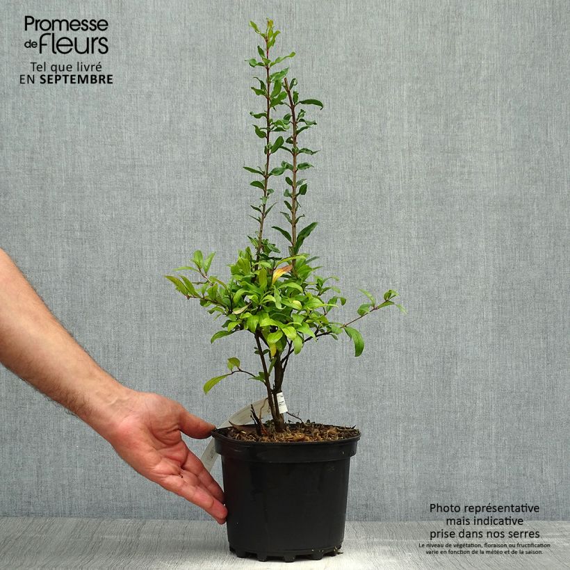 Exemplar von Punica granatum Maxima Rubra - Granatapfelbaum Topf mit 2L/3L wie im Herbst geliefert