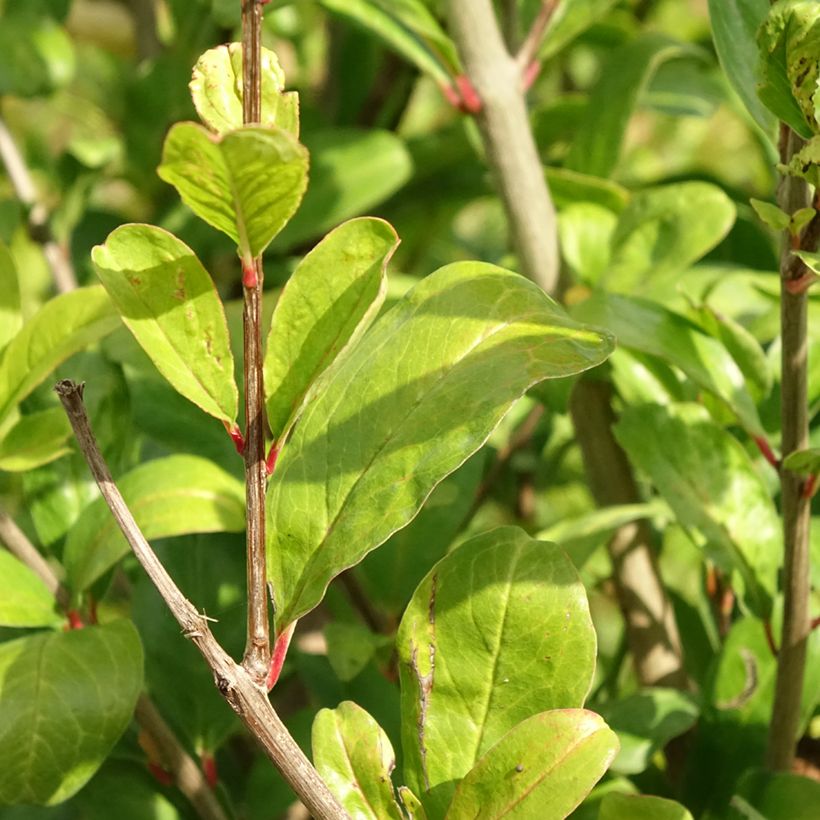 Punica granatum Acco (Samen) - Granatapfelbaum (Laub)