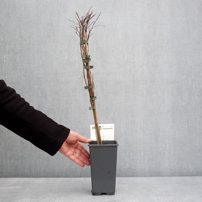 Exemplar von Granatapfelbaum Dente di leone - Punica granatum Topf mit 1,5L/2L, Strauch/Busch, mehrstämmig wie im Winter geliefert