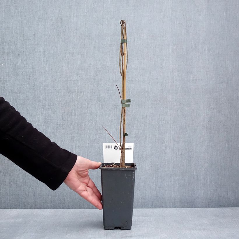 Exemplar von Granatapfelbaum Mollar de Elche - Punica granatum Topf mit 1,5L/2L, Strauch/Busch, mehrstämmig wie im Winter geliefert