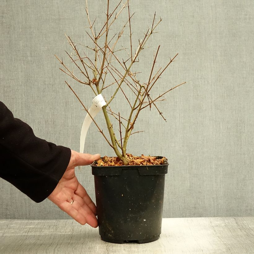 Exemplar von Granatapfelbaum Parfianka - Punica granatum Topf mit 3L/4L, Strauch wie im Herbst geliefert