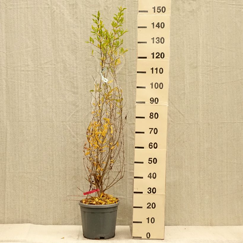 Exemplar von Granatapfelbaum - Punica granatum Topf mit 7,5L/10L, Strauch wie im Herbst geliefert