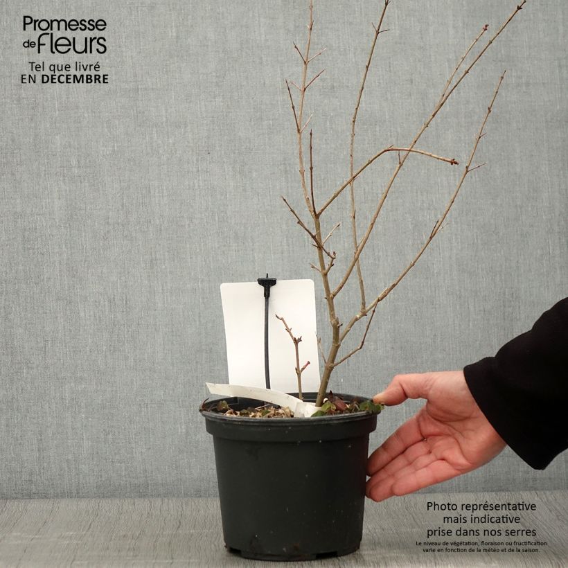 Exemplar von Granatapfelbaum Provence - Punica granatum Topf mit 1,5L/2L, Strauch/Busch, mehrstämmig wie im Herbst geliefert