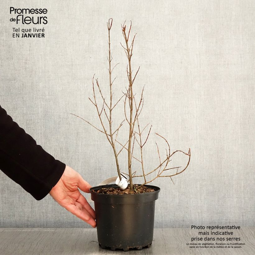 Exemplar von Granatapfelbaum Wonderful - Punica granatum Topf mit 3L/4L, Strauch/Busch, mehrstämmig wie im Winter geliefert