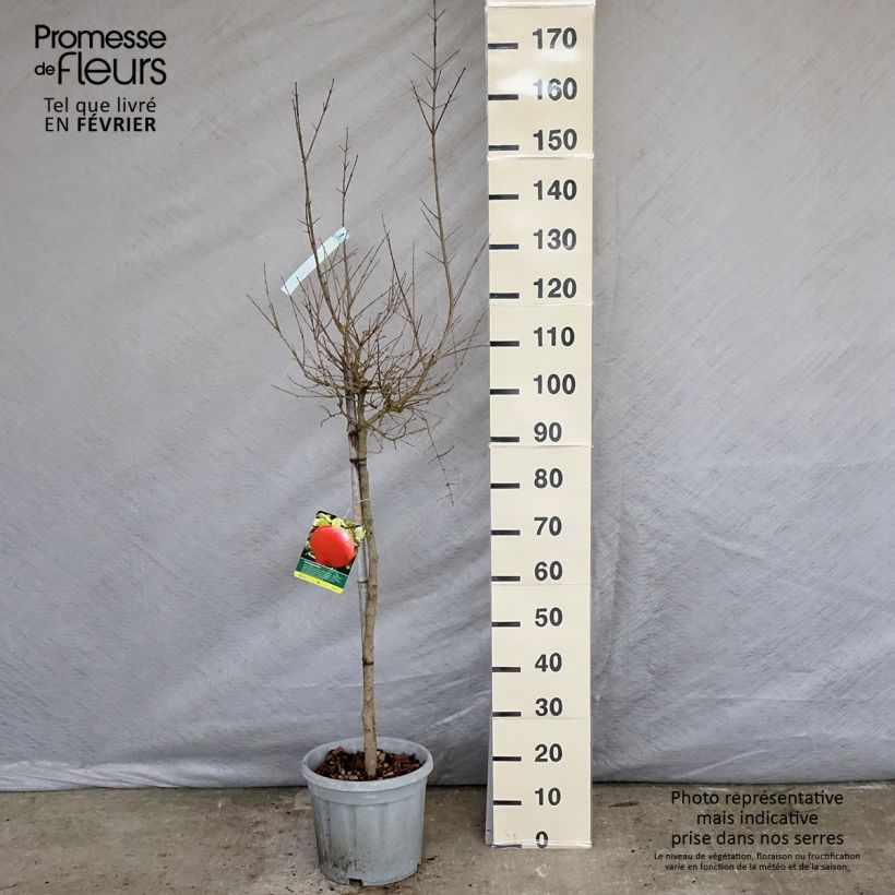 Exemplar von Granatapfelbaum Wonderful - Punica granatum Topf mit 7,5L/10L, Halbstamm wie im Winter geliefert