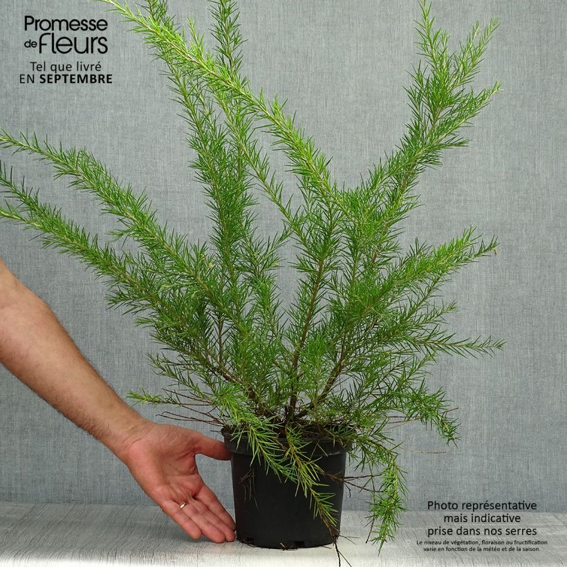 Exemplar von Grevillea Canberra Gem - Silbereiche Topf mit 2L/3L wie im Herbst geliefert