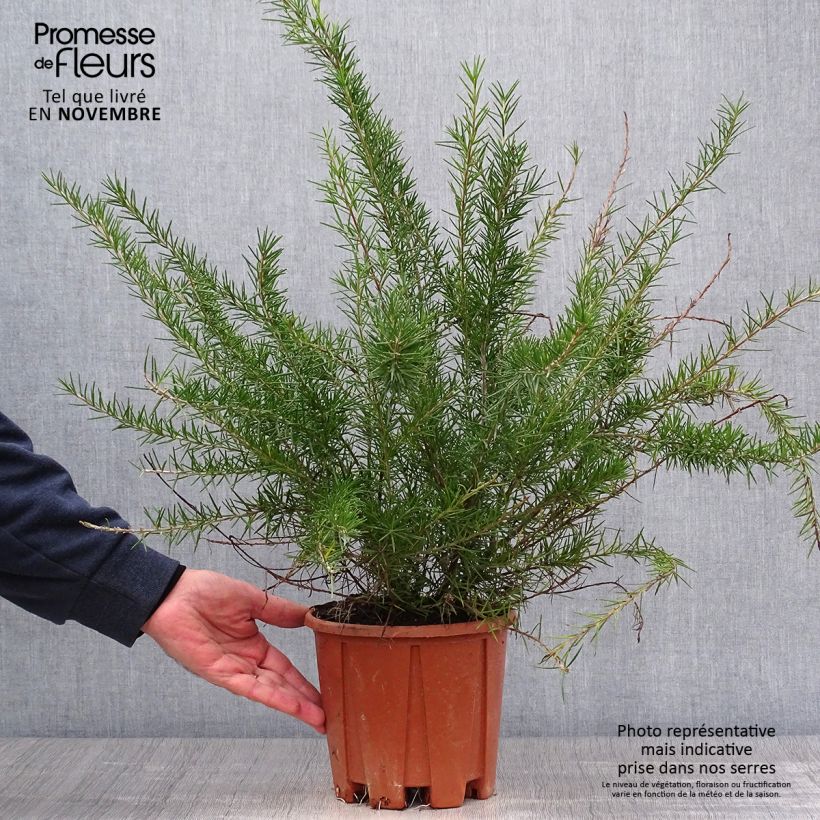 Exemplar von Grevillea juniperina - Australische Silbereiche Topf mit 2L/3L wie im Herbst geliefert