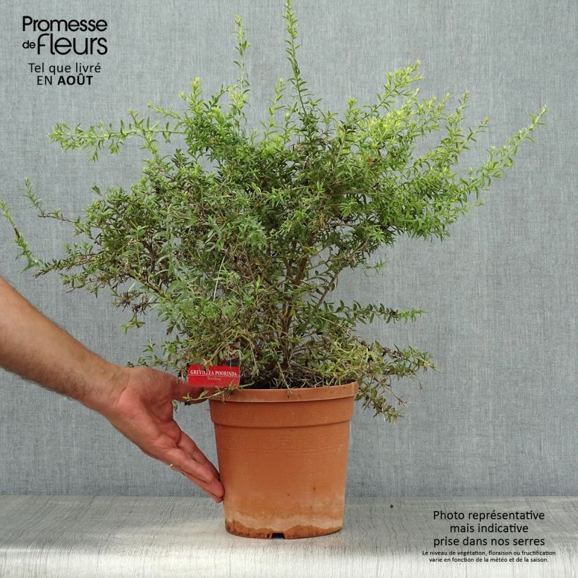 Exemplar von Grevillea Poorinda Rondeau - Silbereiche Topf mit 3L/4L, Strauch wie im Sommer geliefert
