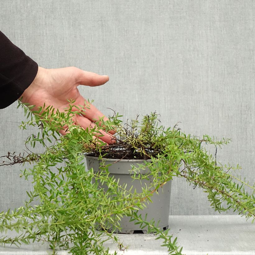 Exemplar von Grevillea prostrata Aurea - Silbereiche Topf mit 2L/3L wie im Herbst geliefert