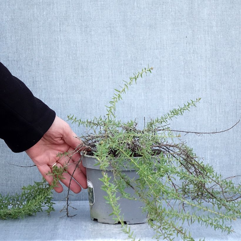 Exemplar von Grevillea prostrata Aurea - Silbereiche Topf mit 2L/3L wie im Winter geliefert