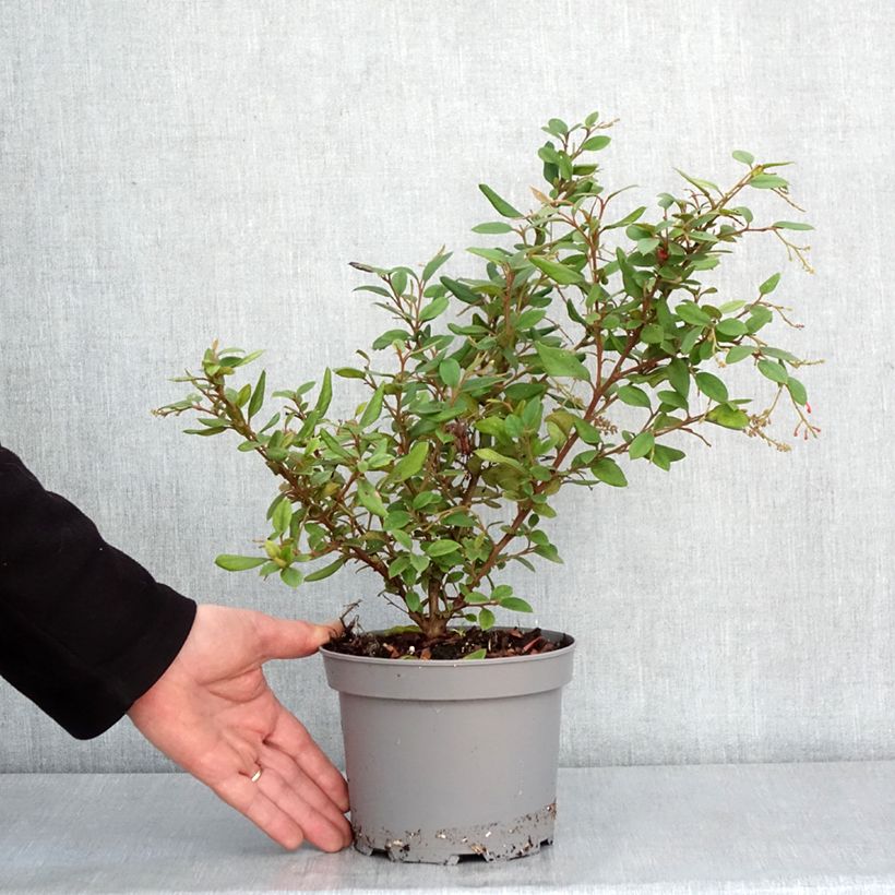 Exemplar von Grevillea rhyolitica - Australische Silbereiche Topf mit 2L/3L wie im Winter geliefert