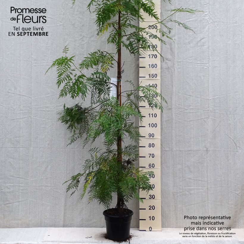 Exemplar von Grevillea robusta - Silbereiche Topf mit 7,5L/10L wie im Herbst geliefert