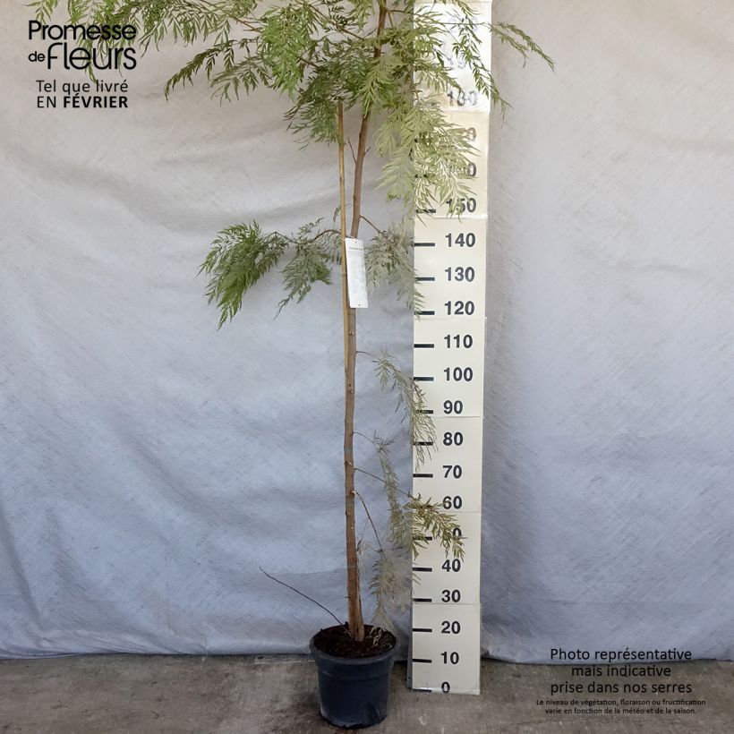 Exemplar von Grevillea robusta - Silbereiche Topf mit 7,5L/10L wie im Winter geliefert