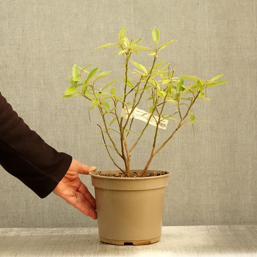 Exemplar von Grevillea victoriae - Silbereiche Topf mit 4L/5L wie im Herbst geliefert
