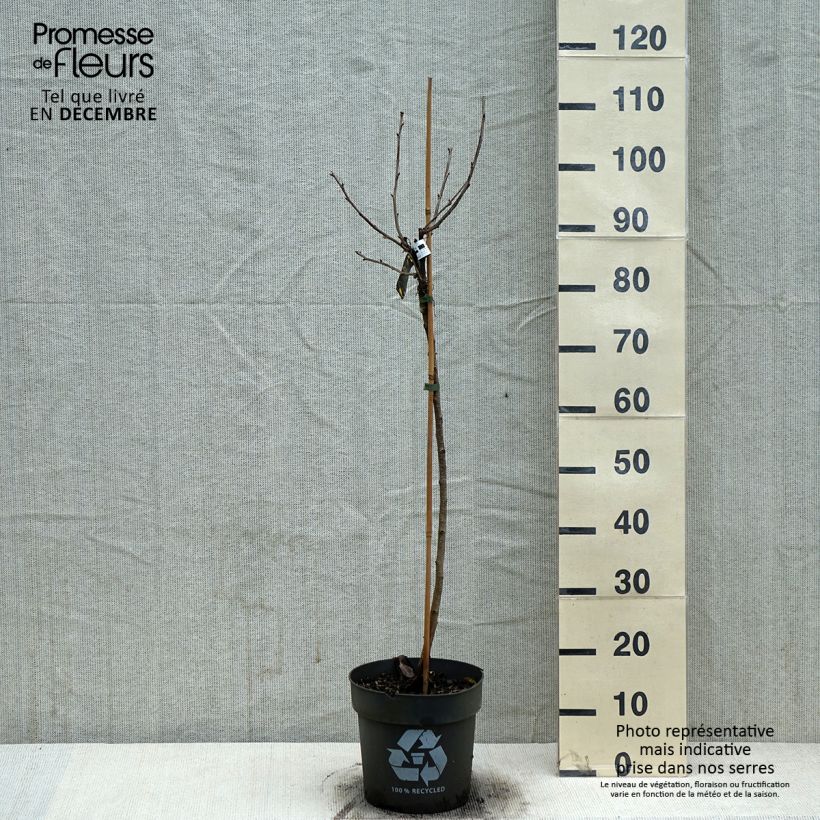 Exemplar von Rote Johannisbeere Weiße aus Jüterbog Topf mit 6L/7L wie im Winter geliefert