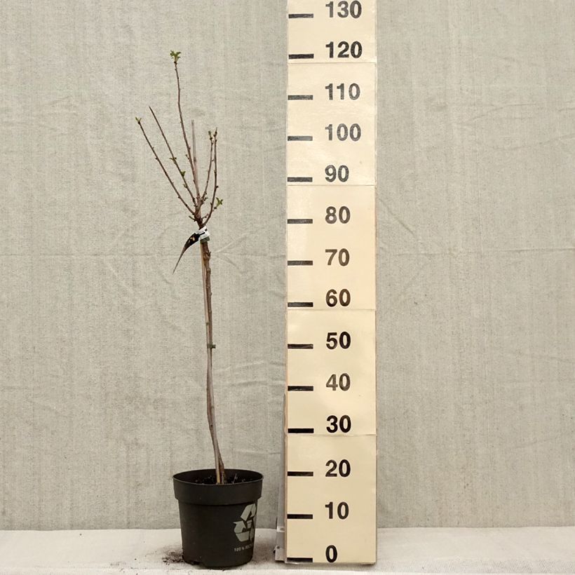 Exemplar von Rote Johannisbeere Weiße aus Jüterbog Topf mit 6L/7L, Stamm wie im Frühjahr geliefert