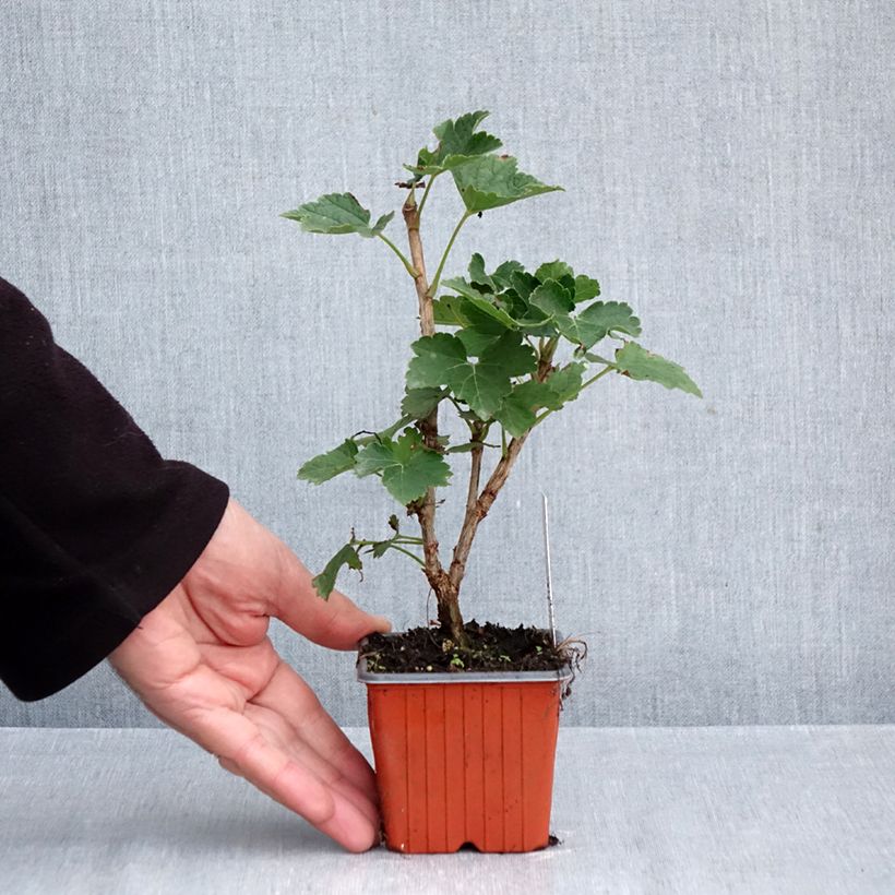 Exemplar von Rote Johannisbeere Zitavia Kleine Töpfe von 8/9 cm wie im Herbst geliefert