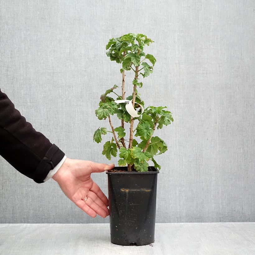 Exemplar von Rote Johannisbeere Junifer Topf mit 2L/3L, Strauch wie im Herbst geliefert