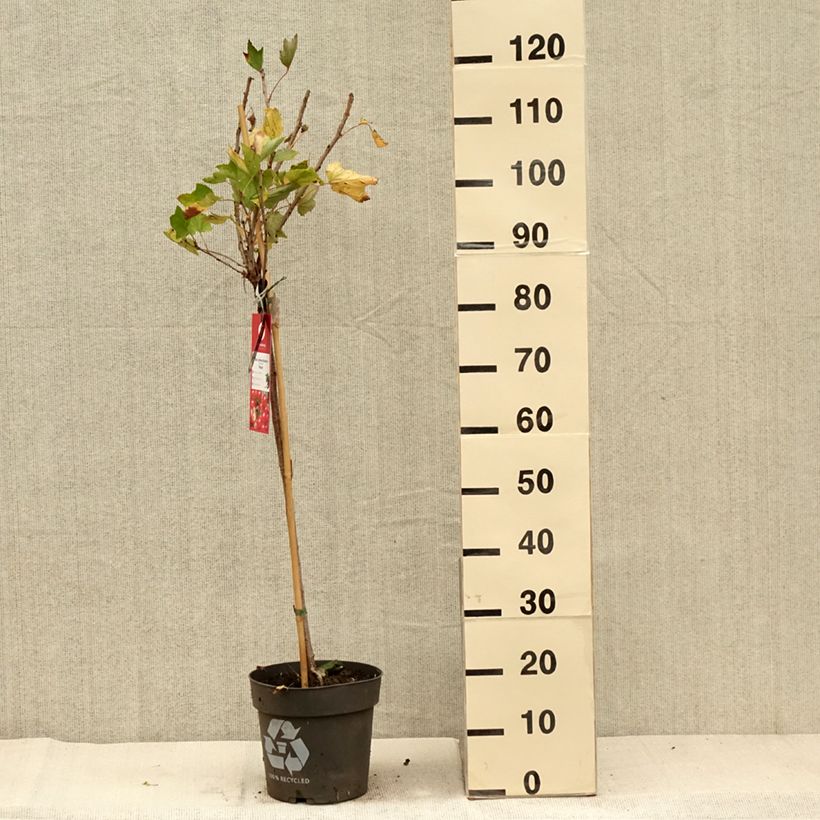 Exemplar von Rote Johannisbeere Rolan Topf mit 6L/7L wie im Herbst geliefert