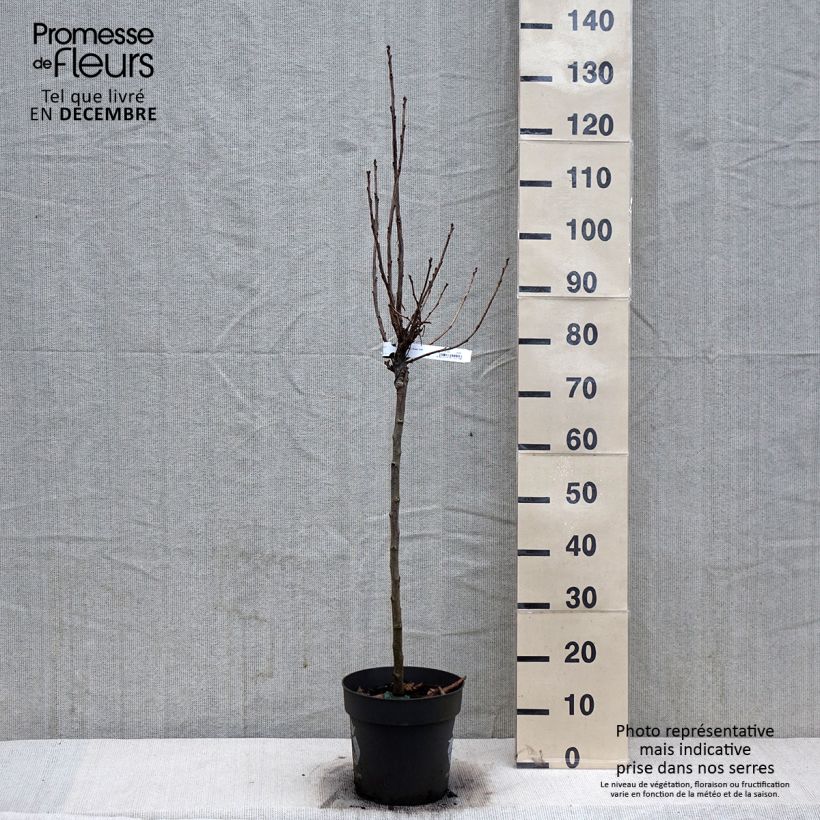 Exemplar von Rote Johannisbeere Rolan Topf mit 6L/7L wie im Winter geliefert