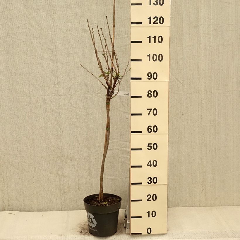 Exemplar von Rote Johannisbeere Rolan Topf mit 6L/7L, Stamm wie im Frühjahr geliefert