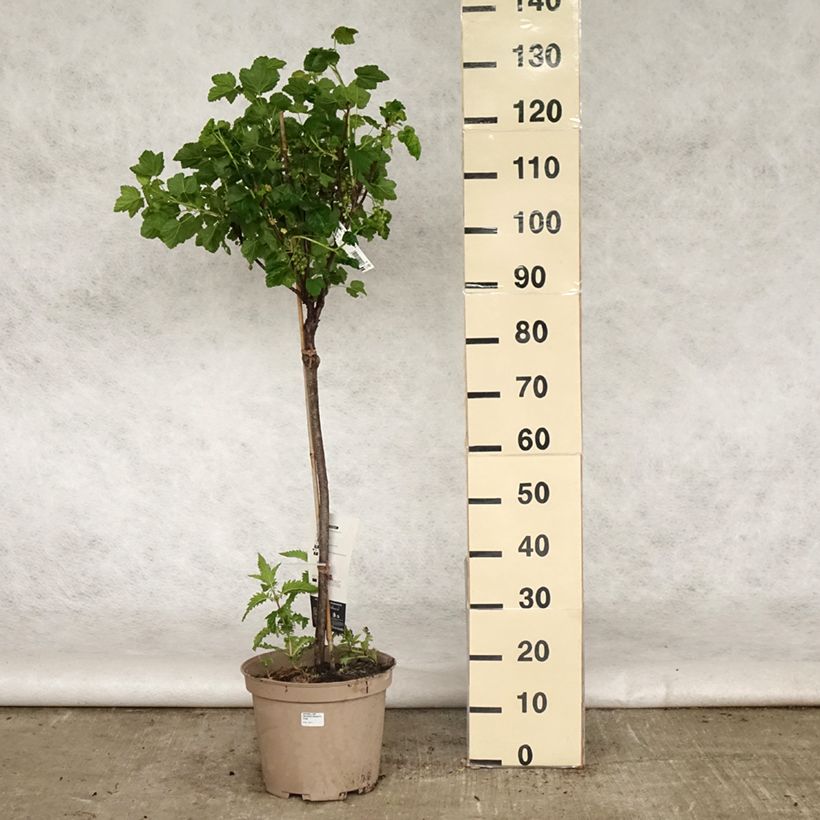 Exemplar von Rote Johannisbeere Delbard Giganta Bosron Topf mit 7,5L/10L, 1/4 Stängel wie im Frühjahr geliefert