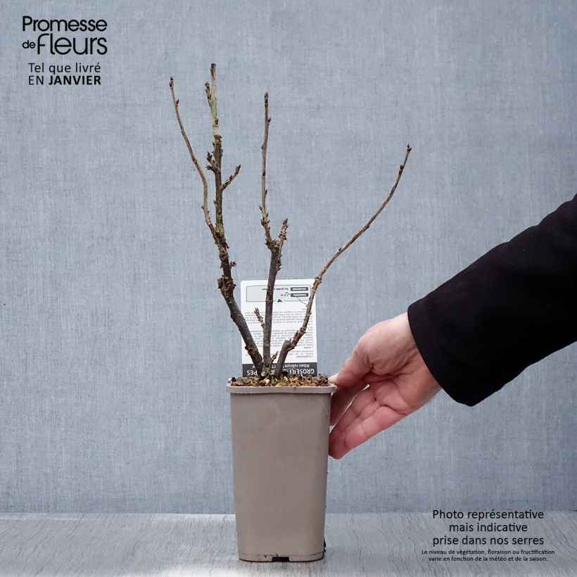 Exemplar von Rote Johannisbeere Ribest Lisette Topf mit 1,5L/2L wie im Winter geliefert