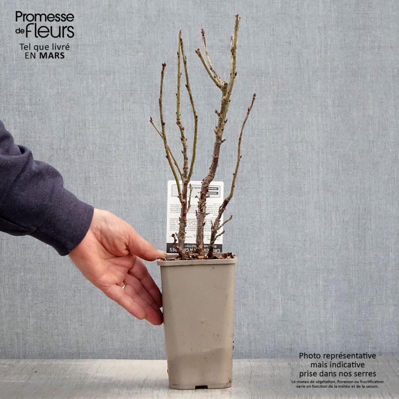 Exemplar von Rote Johannisbeere Ribest Lisette Topf mit 1,5L/2L wie im Frühjahr geliefert